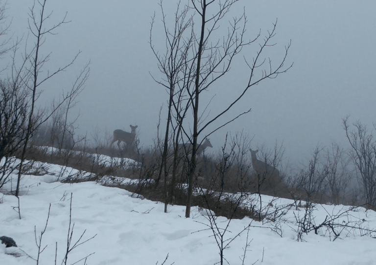 Deer in Brewer Park, March 19, 2020