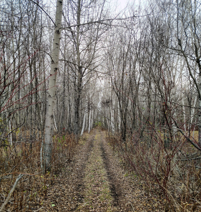 Duluth considers establishing city ATV routes