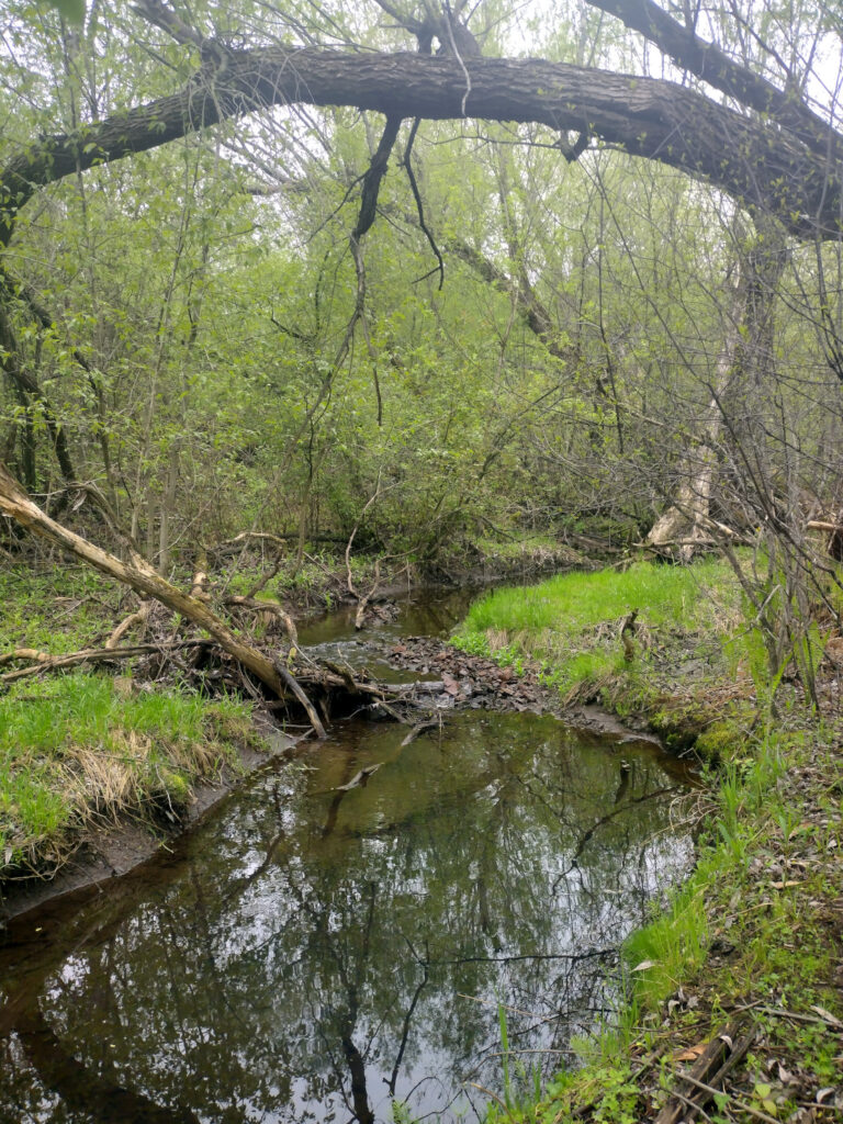 Tributary 7, Tischer Creek, Hartley Park, May 21, 2024. Credit: John Ramos