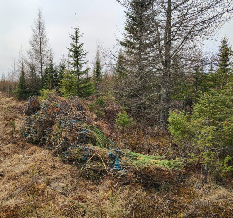 Illegal spruce top harvest, April 20, 2025