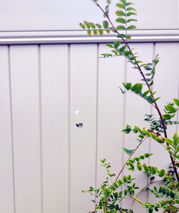 2025-07-20, Bullet hole in Judy Johnson's privacy fence. Credit: John Ramos