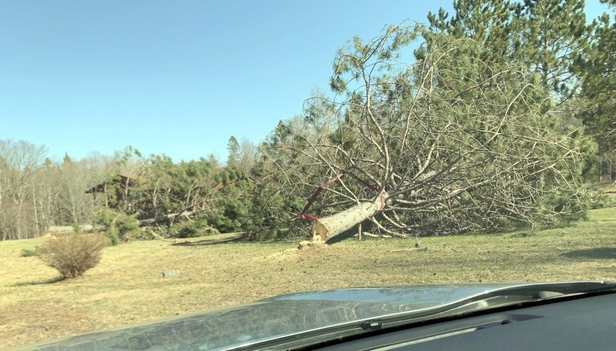 Felled red pines. Credit: Julie Johnson