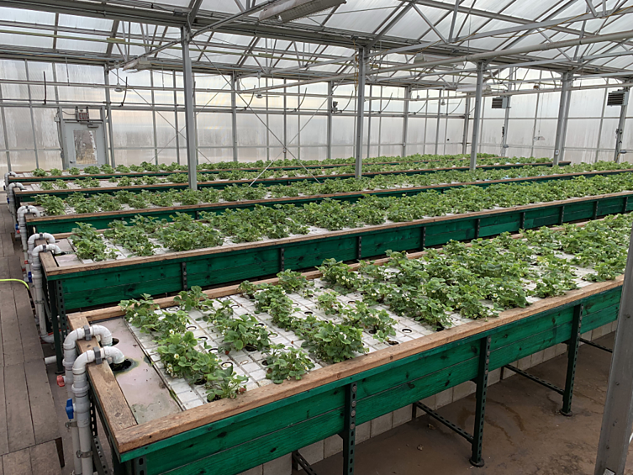 Strawberries in Endless Summer Farms Greenhouse, March 30, 2026. Credit: Greg Lien
