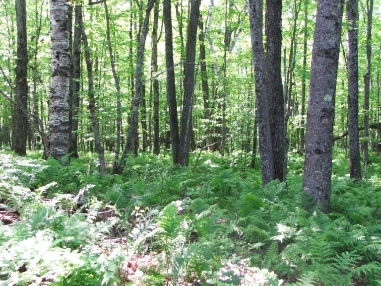 Duluth’s disappearing resource