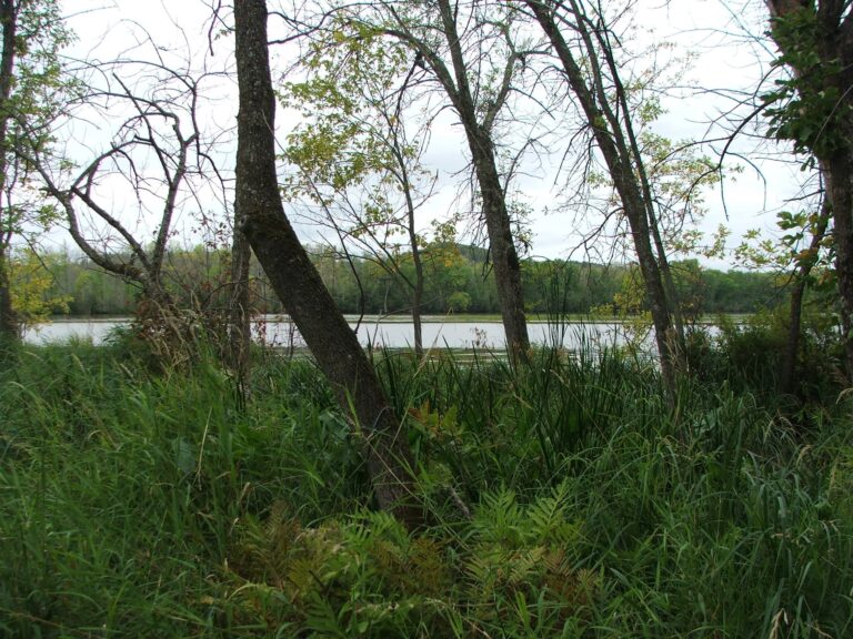 City continues work on St. Louis River Natural Area management plan