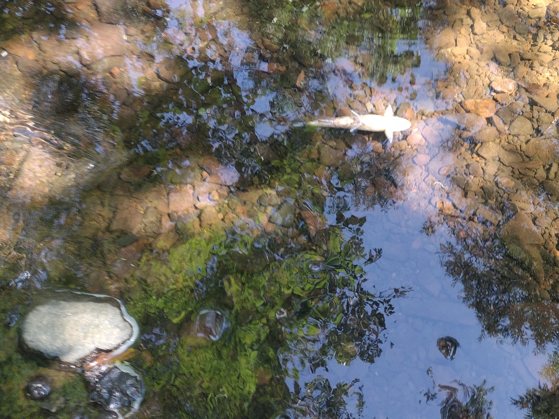 City of Duluth addresses Tischer Creek fish kill - Duluth Monitor