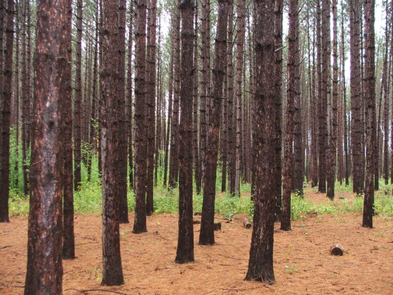 City nears finalization of Hartley Natural Area management plan